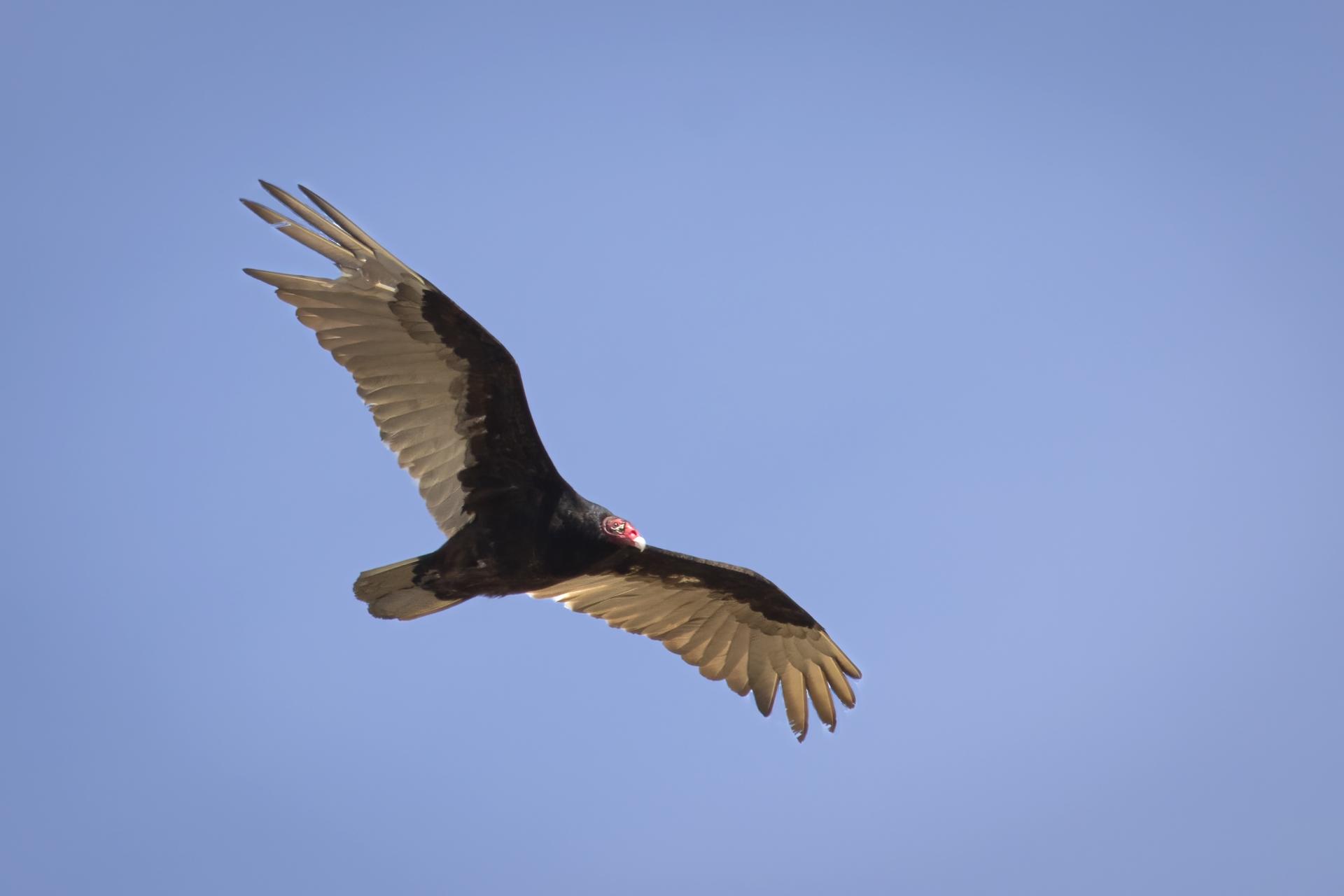 urubu-a-tete-rouge-turkey vulture